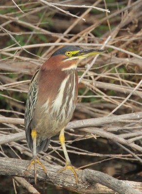 Green Heron