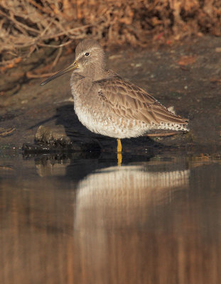 Dowitcher sp,  non-breeding plumage