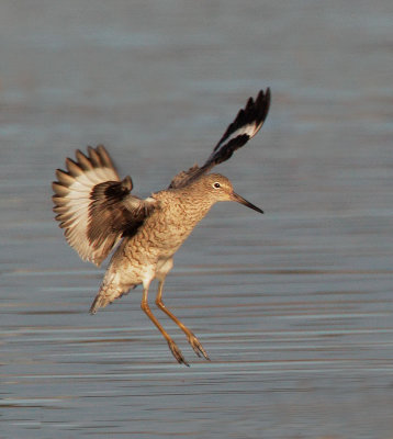 Willet, breeding plumage, flying