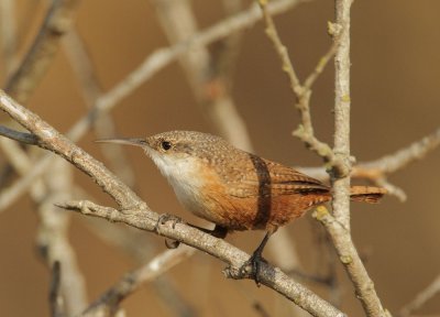 Canyon Wren, male