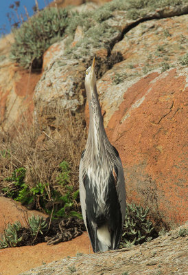 Great Blue Heron, on Morro Rock