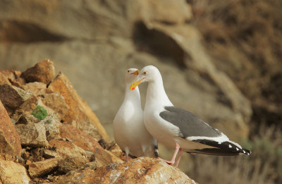 Western Gulls, pair