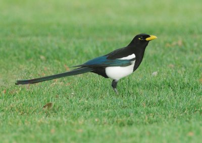 Yellow-billed Magpie