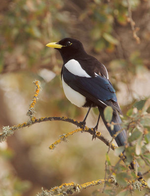 Yellow-billed Magpie