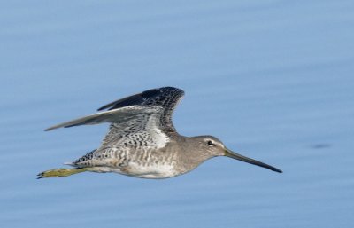 Long-billed Dowitcher, non-breeding plumage, flying