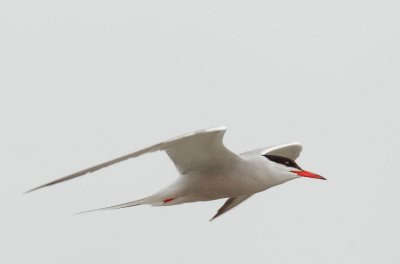 Common Tern