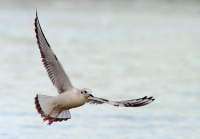 Bonaparte's Gull