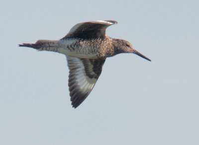 Willet, eastern, flying