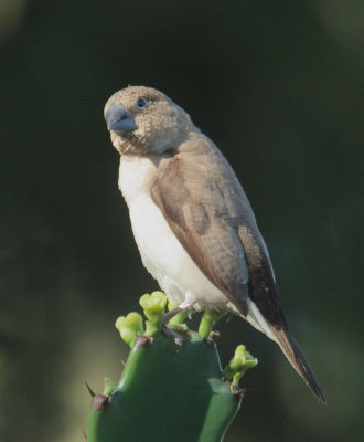 African Silverbill