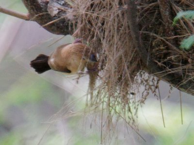 African Silverbill, at nest