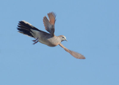 Zebra Dove, flying