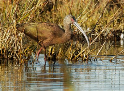 White-faced Ibis, immature