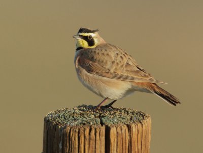 Birds -- Panoche Valley, January 2011