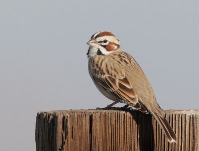 Lark Sparrow