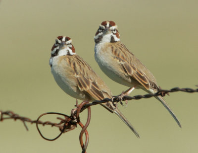 Lark Sparrows