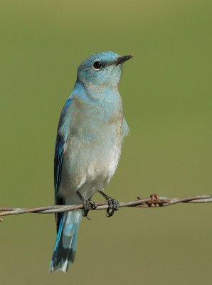 Mountain Bluebird, male