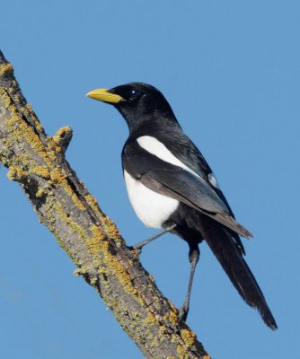 Yellow-billed Magpie