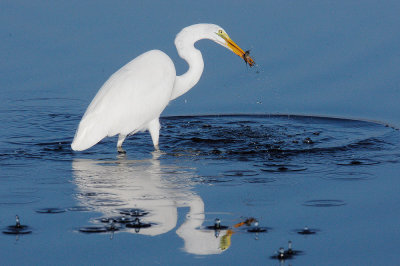 Great Egret, with crayfish