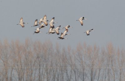 Sandhill Cranes, flying