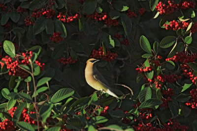 Cedar Waxwing