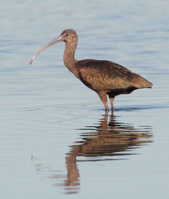 White-faced Ibis, immature