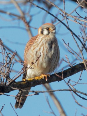 American Kestrel, female