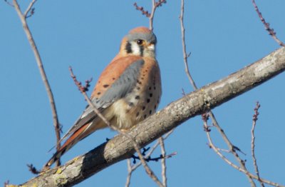 American Kestrel, male