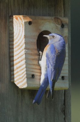 Western Bluebird, male at nest