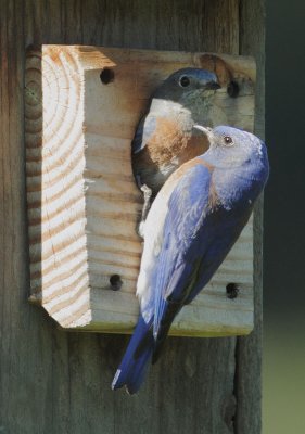 Western Bluebirds, pair at nest box