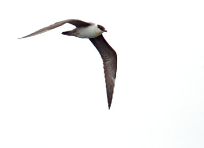 Long-tailed Jaeger, adult breeding