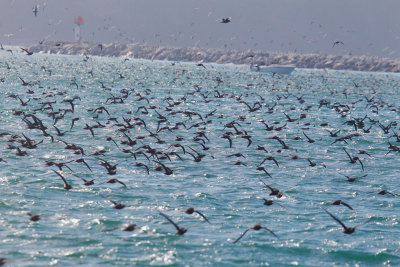 Sooty Shearwaters, swarming over Pillar Point Harbor