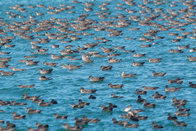 Sooty Shearwaters