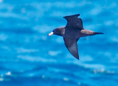 Flesh-footed Shearwater