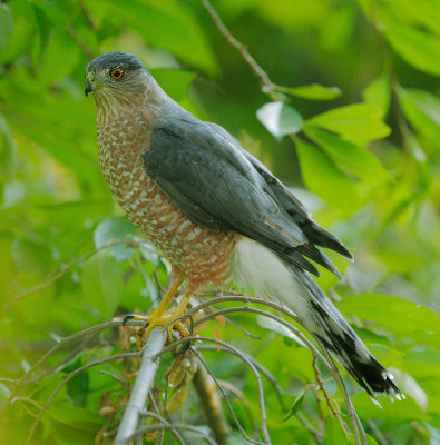 Cooper's Hawk, male, first basic*