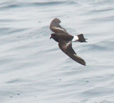 Wilson's Storm-Petrel