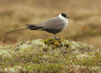 Long-tailed Jaeger, at nest
