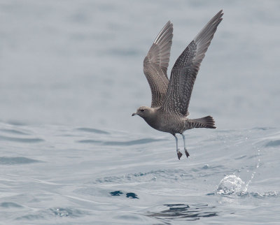 Long-tailed Jaeger, dark morph juvenile