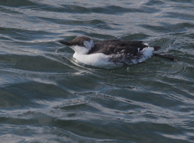Common Murre, first cycle, sleeping