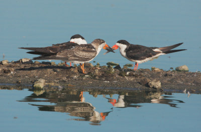 Black Skimmers, juvenile and adults