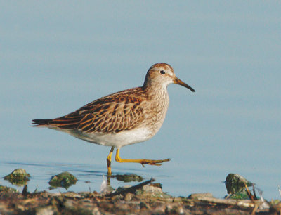 Pectoral Sandpiper, juvenile