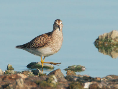 Pectoral Sandpiper, juvenile