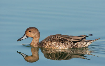 Northern Pintail, female