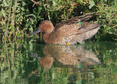 Cinnamon Teal, eclipse male