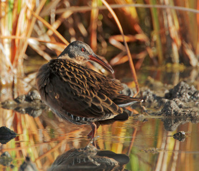 Virginia Rail