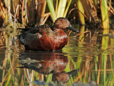 Cinnamon Teal, male