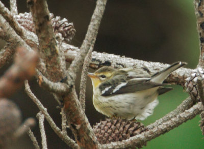 Blackburnian Warbler
