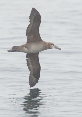 Black-footed Albatross