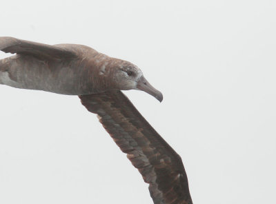 Black-footed Albatross