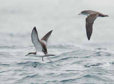 Buller's and Pink-footed Shearwaters