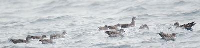 Pink-footed Shearwaters